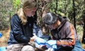 Molly Bletz assists a Malagasy veterinary student, Vatuosa Najaína, as she swabs a frog for potential probiotics in Madagascar