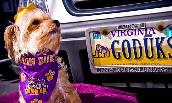 JMU license plate
