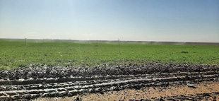 Previously barren, IED-contaminated land being used for irrigation and agriculture in Northern Iraq one year after clearance by Shareteah Humanitarian Organisation (SHO).  Image courtesy of SHO. 