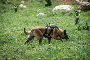 A mine detection dog wearing a harness sniffing the ground in a grassy field.