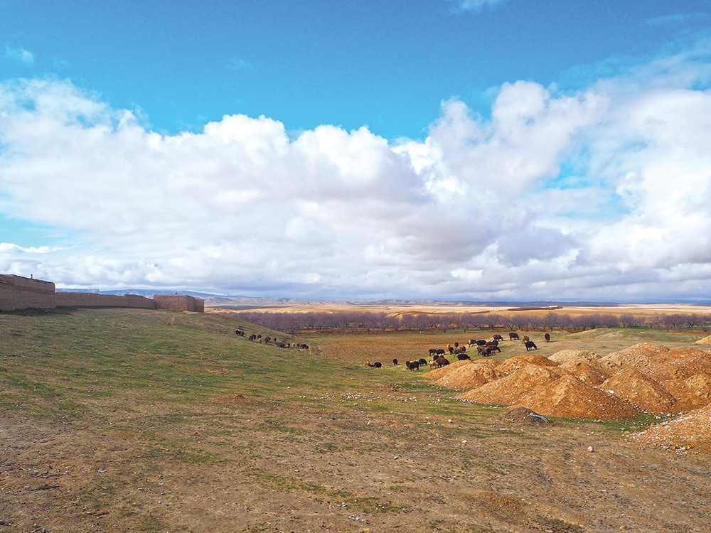 A view of a cattle pasture.