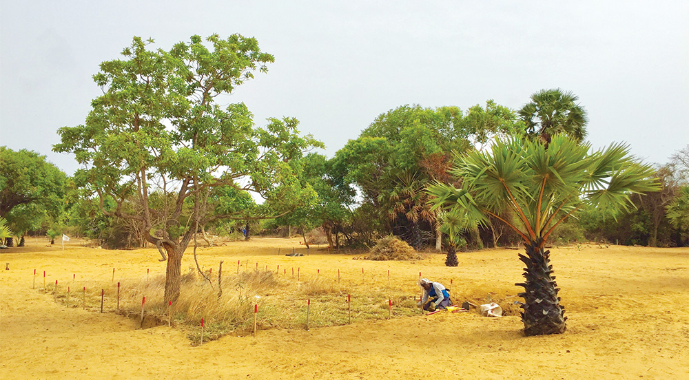 A person wearing personal protective equipment kneeling down on dirt ground surrounded by trees.