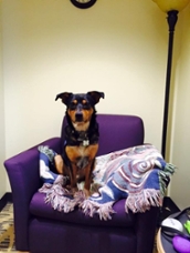 Wicket, a dog animal therapist at JMU