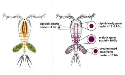 The freshwater microcrustacean copepod, Mesocyclops edax as it appears in nature. Embryos excise 80% of their genome from cells destined to form somatic tissues in a process termed chromatin diminution.