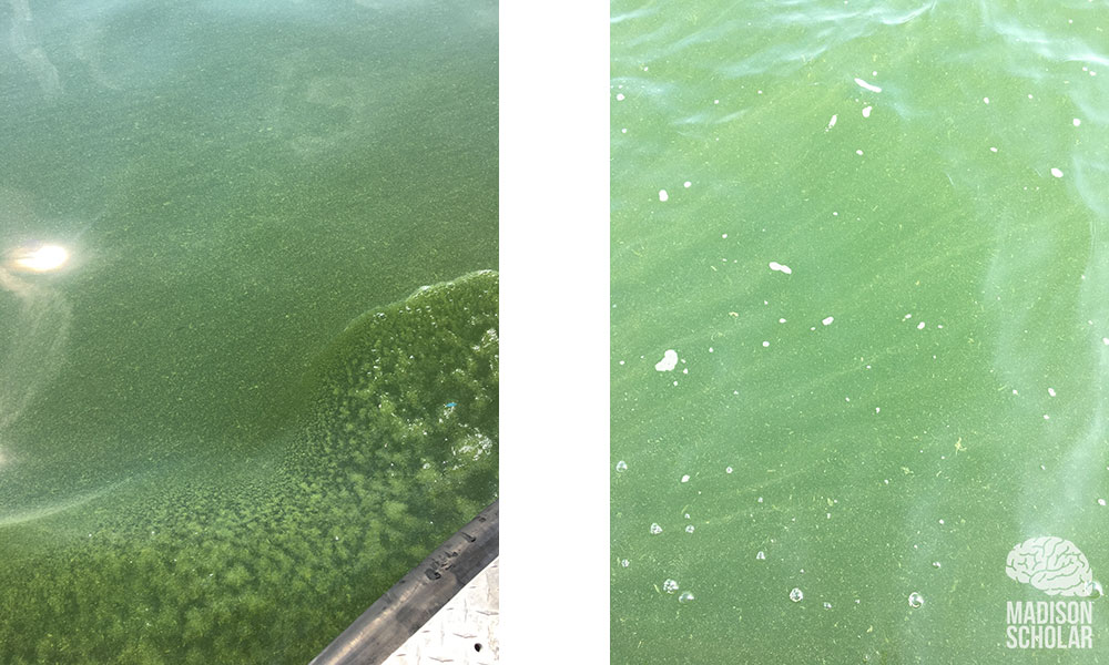 two photos side by side showing thick green algae in water