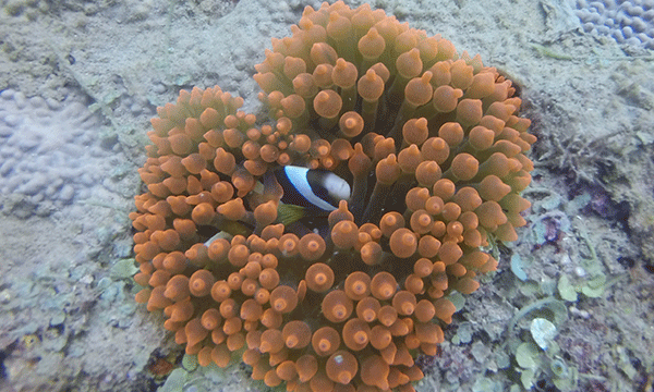Photo of Madagascar anemone fish