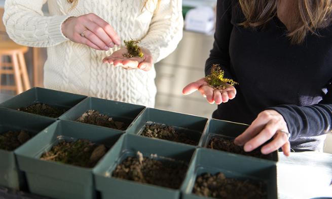 Biology major Emily Thyroff and Professor Heather Griscom hold ginseng plants
