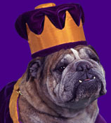 Click here to learn more about the Duke bulldog.