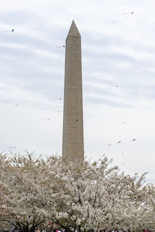 Washington monument with cherry blossoms