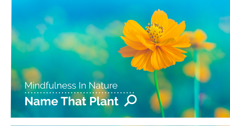 mindfulness-in-nature-identifying-plants.png