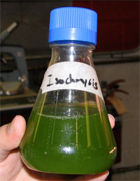 Close up of bottle containing algae in water