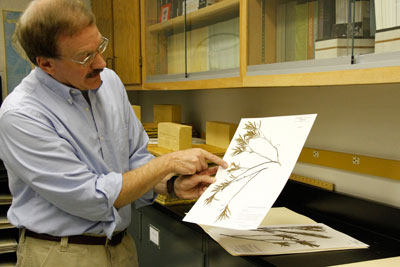 Conley McMullen shows a specimen in the herbarium.
