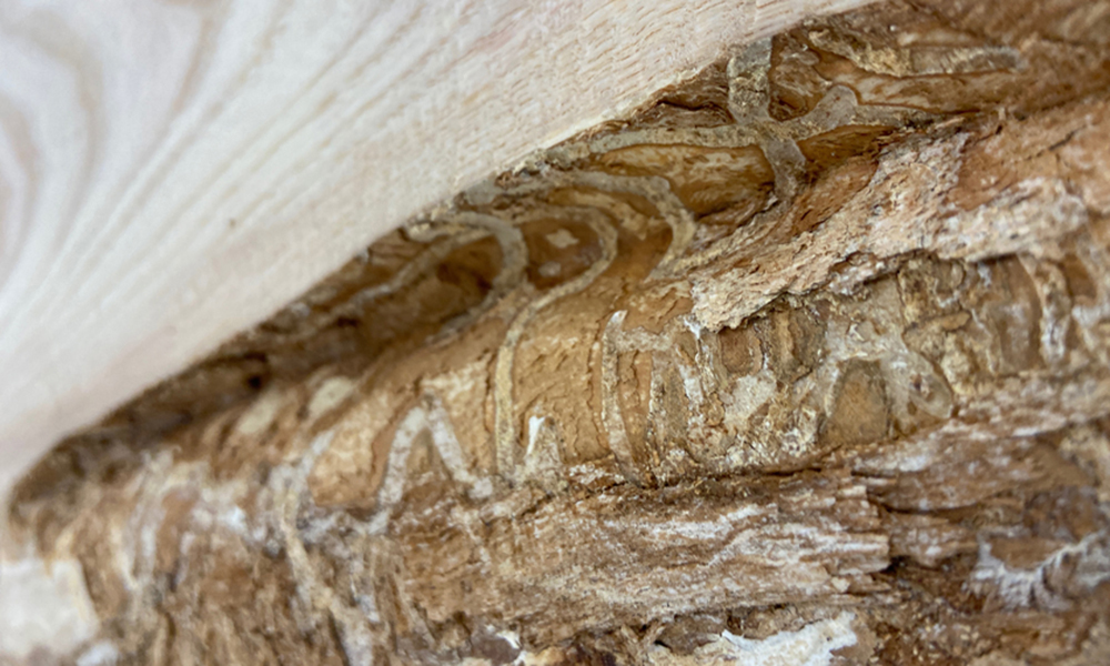 Wood damaged by the Emerald Ash Borer