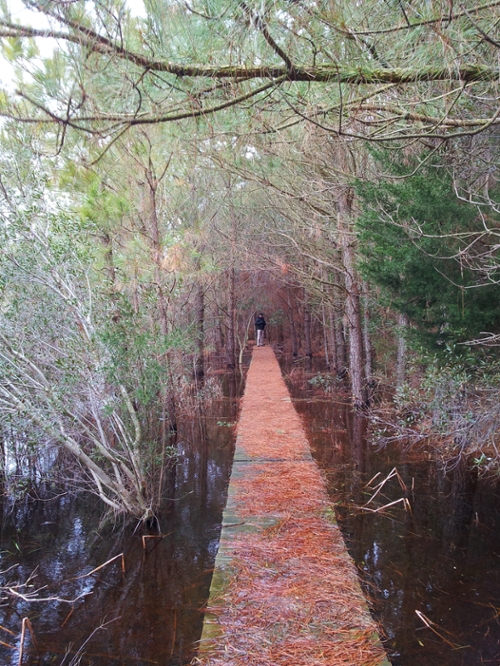 Charles Maddox on a forest path showing linear perspective