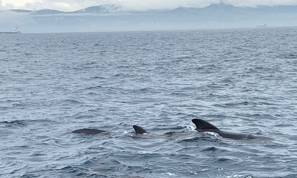 Pilot whales seen in Tarifa, Spain as part of Tubach's preliminary research.
