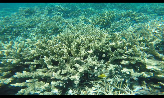 Tubach Great Barrier Coral Reefs