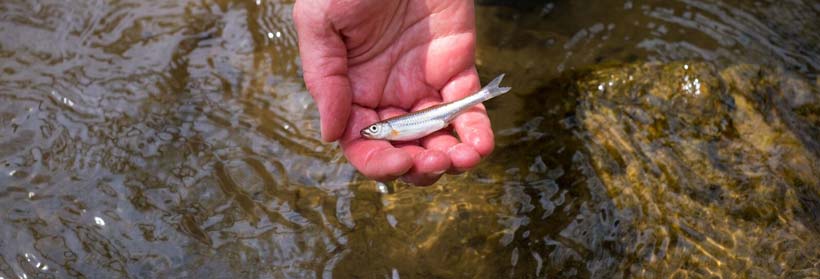 Hand holding a minnow in a stream