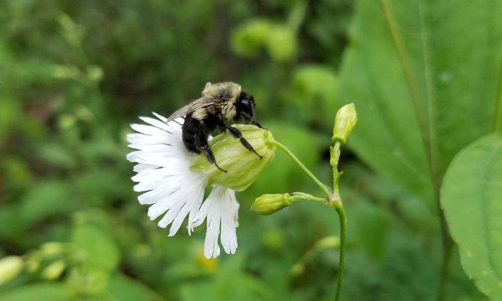 Pollinators