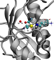 The picture is a close-up of the thioester bond between Ubc13, an E2 enzyme, and ubiquitin, a protein used for post-translational modification. There is a lysine poised to attack, which will result in thioester bond cleavage and the transfer of ubiquitin to the substrate lysine. The image was generated by VMD and is a snapshot of a QM/MM simulation via the CP2K software package.