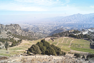 Heavy deforestation across the Eastern Forest Complex of Afghanistan increases soil erosion and reduces soil productivity, which can be exacerbated by climate change. Image courtesy of Ayub Alavi.