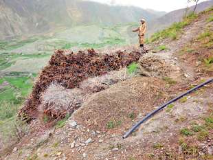 Socioeconomic impact assessment—trees cut by locals on land that was cleared and handed over by FSD.