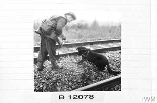 A labrador from a Royal Engineers Dogs Platoon checking the railway line between America and Deurne in eastern Holland, 25 November 1944. MDDs were deemed more effective at searching areas with suspected nuisance mining rather than finding individual mines in a minefield. MDDs were partially effective at detecting individual minimum metal mines not laid in a pattern. 