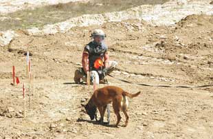 A member of the 577th Engineer Battalion conducts quality control of an area of mechanically processed land near Bagram Airbase, Afghanistan, 2004. The MDD, ‘Cinda’ is on a long leash. MDDs are often used to confirm or at least give a degree of confidence of where mines and explosive remnants of war (ERW) are not.  Image courtesy of the US Department of Defense.