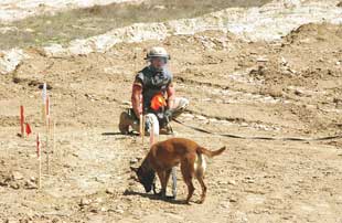 A member of the 577th Engineer Battalion conducts quality control of an area of mechanically processed land near Bagram Airbase, Afghanistan, 2004. The MDD, ‘Cinda’ is on a long leash. MDDs are often used to confirm or at least give a degree of confidence of where mines and explosive remnants of war (ERW) are not. Image courtesy of the US Department of Defense.