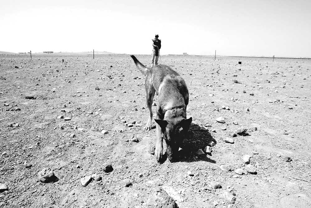 A Norwegian People’s Aid Belgian Malinois on a long leash checking part of a hazardous area between the minefield pattern and the minefield fence after manual clearance has finished, Jordan, April 2014. MDDs performed a useful role searching areas where no pattern minefield was suspected but where a few mines might have been moved from the main pattern over time. Belgian Malinois have become increasingly preferred for both mine and IED detection roles.