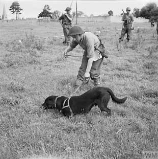 “Bobs,” a black labrador from No.1 Dog Platoon searches for mines in Bayeux, Normandy, 5 July 1944. The white cones on the handler’s belt are used to mark where the dog has indicated for subsequent investigation by a detector and excavation. The Royal Engineers Dogs Platoons in Normandy did not perform as well as had been hoped during their training.