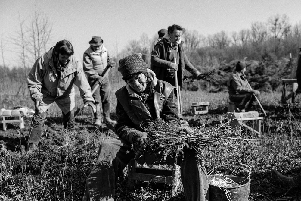 Workers from the village come to the fields to harvest cherry tree saplings which are sold by the Forestry Department.