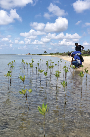 Several people on a shoreline kneeling down over the water; plants spaced evenly apart can be seen coming up from the water along the shore.