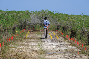 A man walks along a cleared path lined with wooden sticks painted red and yellow; vegetation lines the cleared area.