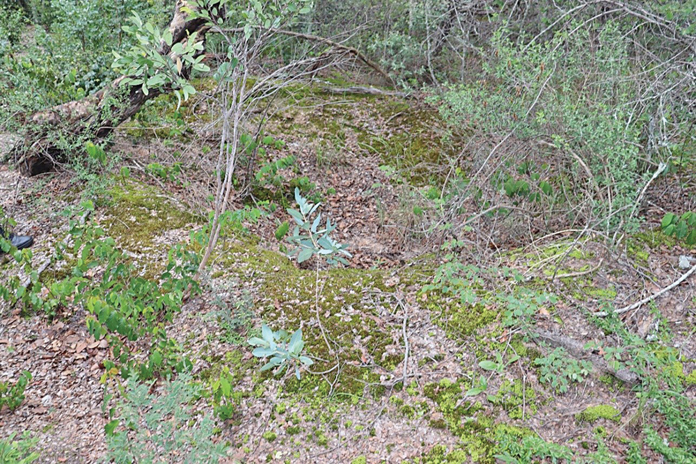 trench area covered by vegetation
