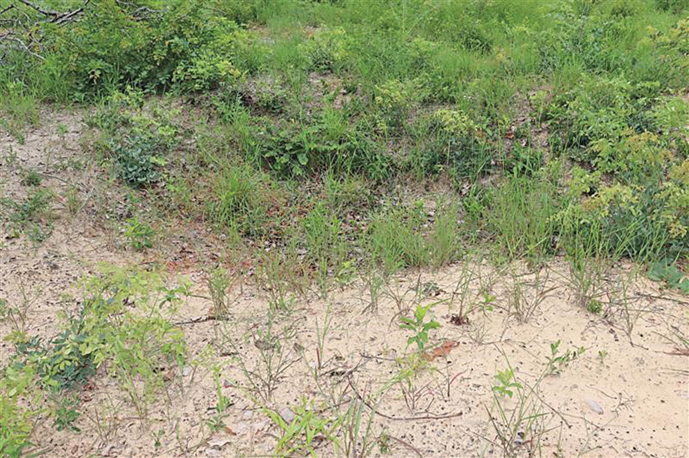 A foxhole with vegetation grown over it.