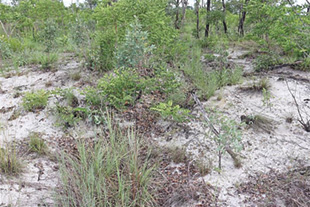 historic trench line at Task B with vegetation overgrowth reducing visibility