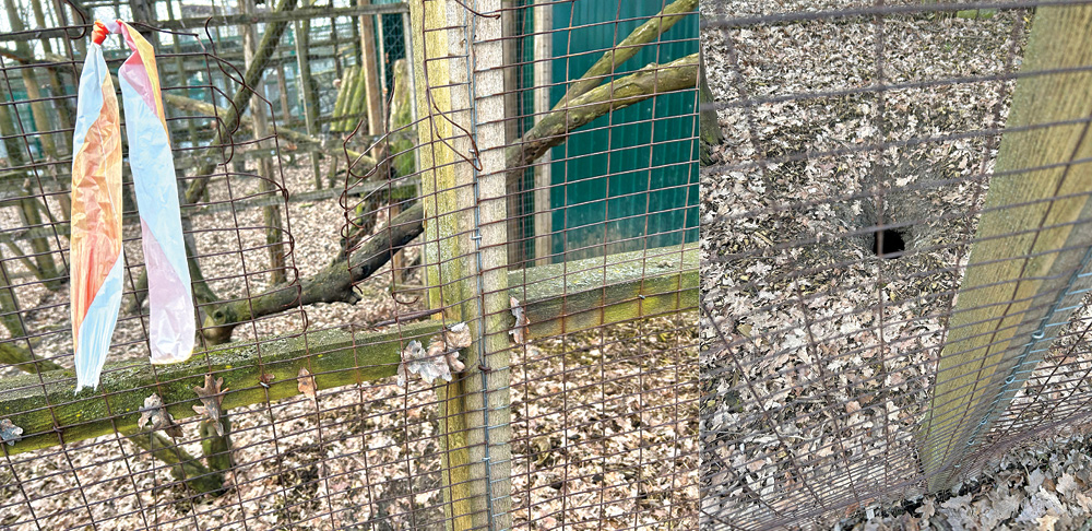 Two images side-by-side, one of a break in a wire mesh to an animal enclosure, the other of a hole in the ground behind a wire-mesh fence.