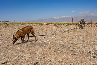 A man in a desert wearing green protective gear squats down on rocky ground holding a long leash with a dog at the other end sniffing the ground.