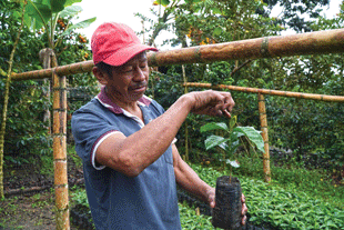 A man wearing a red baseball had and blue shirt stands in a vegetative area holding a small plant with green leaves.