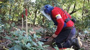 A person wearing a red shirt, faceshield and apron kneels on the ground in a forested area with a metal detector in one hand, and a wooden stake with a red tip in the other hand.