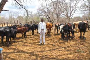 A man stands in a field surrounded by cattle.