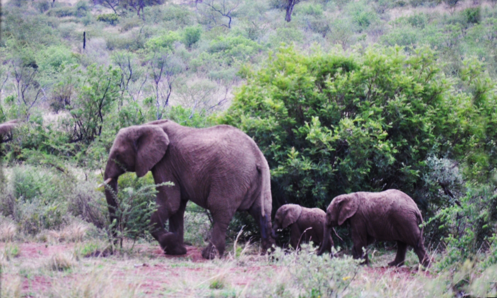 Photo of elephants taken by Tom Dillon - 2017