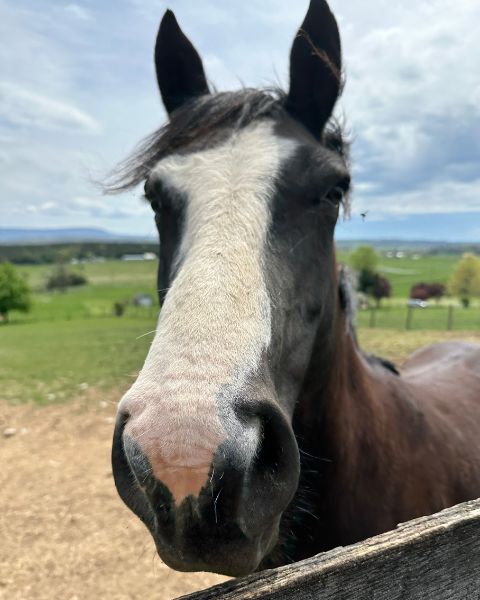 equine_therapy_image.jpg