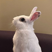 Profile Image for Buntaro  
