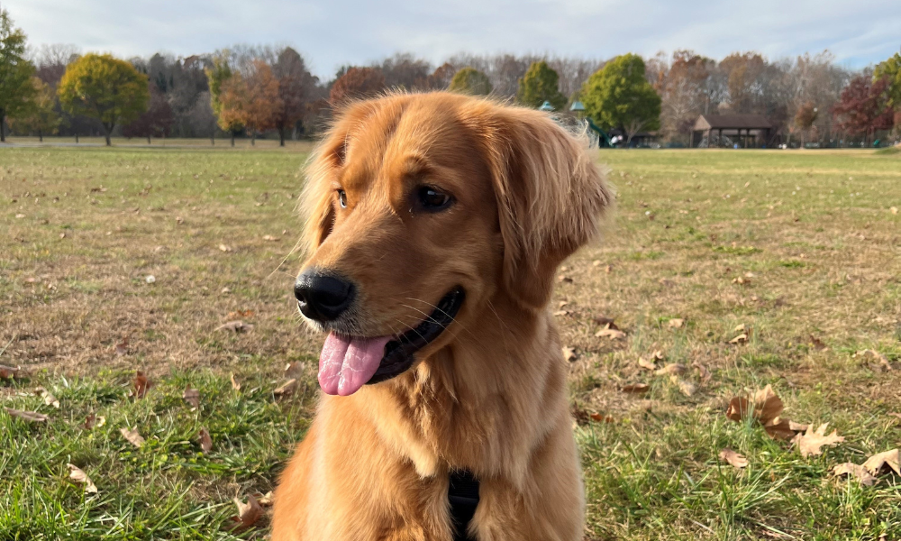 Willow