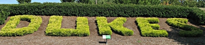 Dukes shrub bed