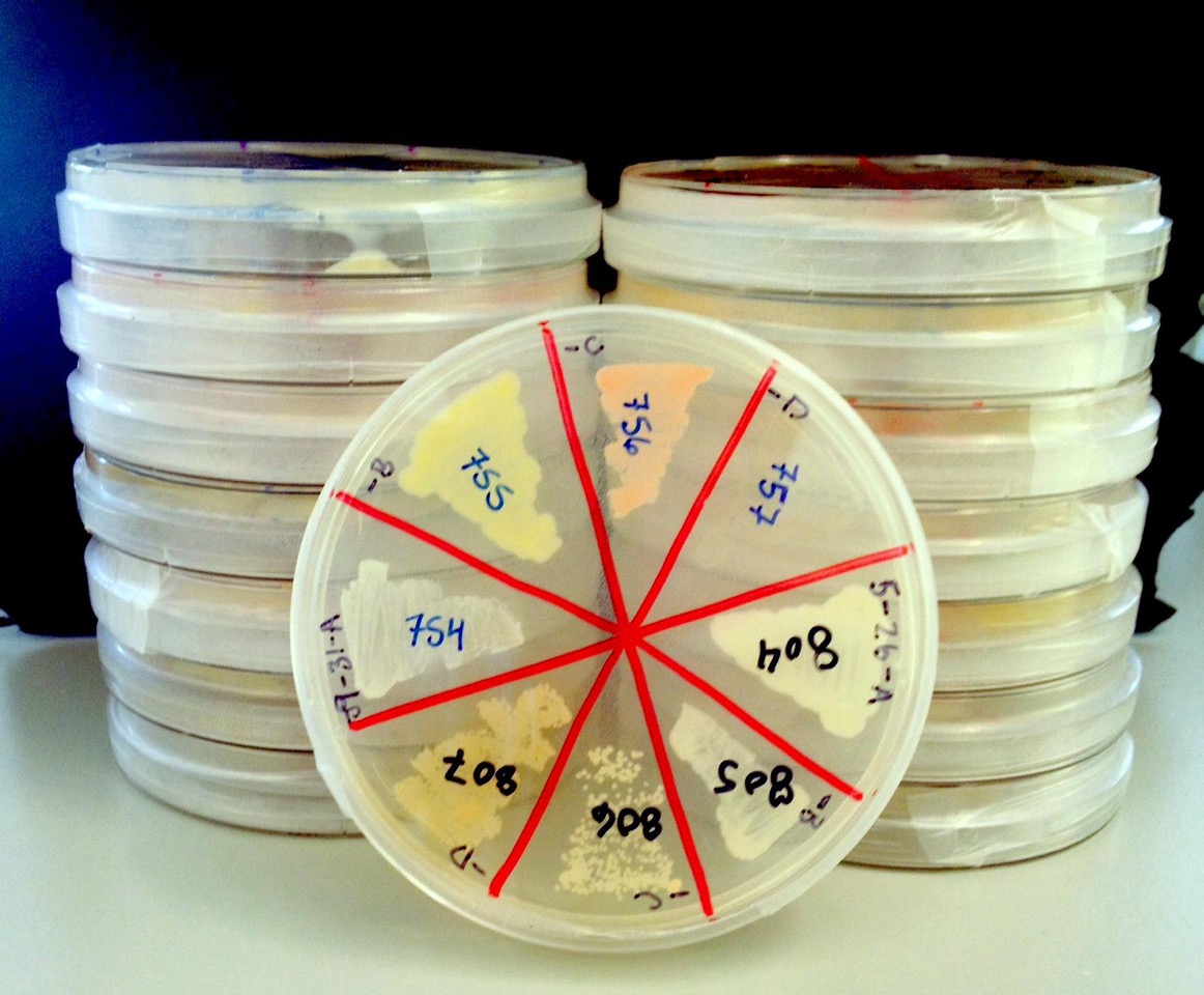 skin microbes plates
