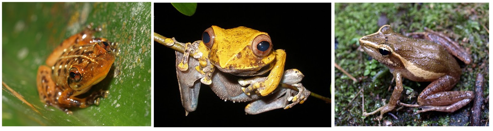 3 Mada Frogs