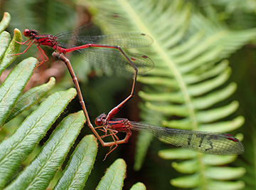 damselflies