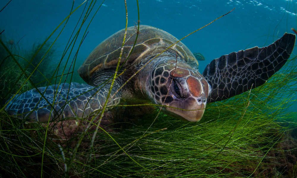 Logger turtle research